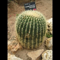 Echinocactus Grusonii (fam. Cactacees)